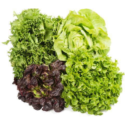 Salatkopf - Stück